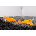 Sunkist (Orange) Shrimp