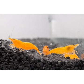 Sunkist (Orange) Shrimp