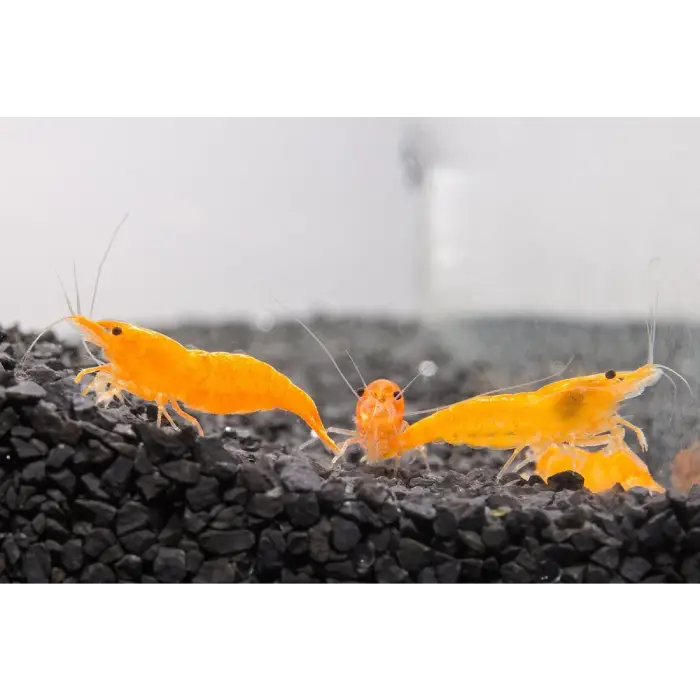 Sunkist (Orange) Shrimp