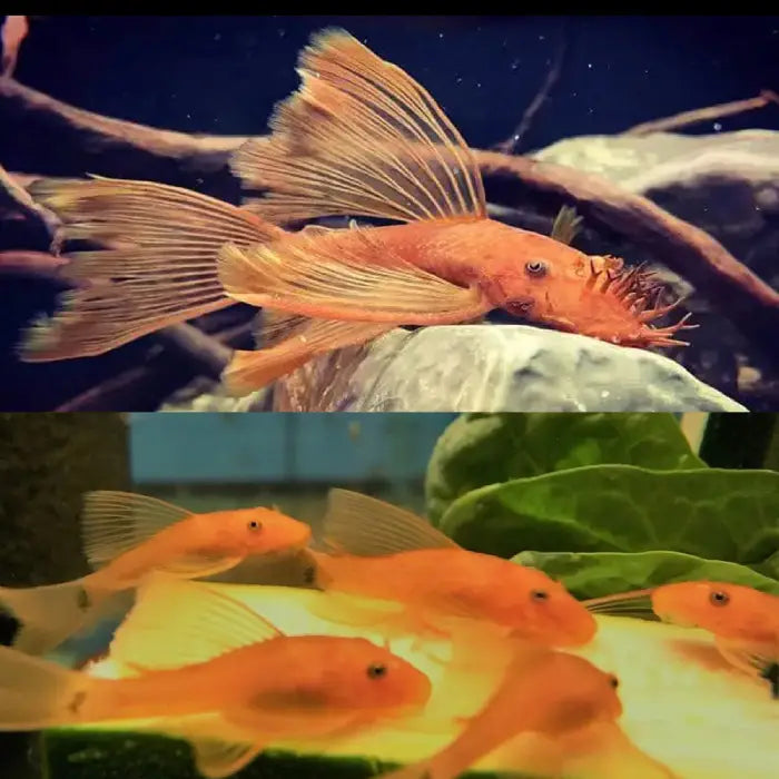 Super Red Longfin Bristlenose 3-4cm