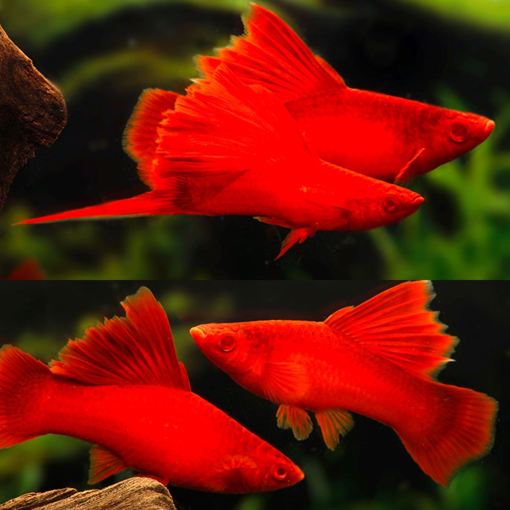 Albino Blood Red Hifin Firecracker Swordtail 4/5cm