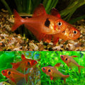 Red Phantom Tetra 3cm