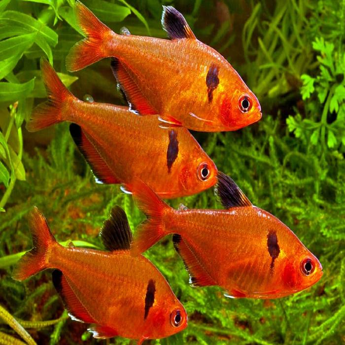Serpae Tetra 3.5cm