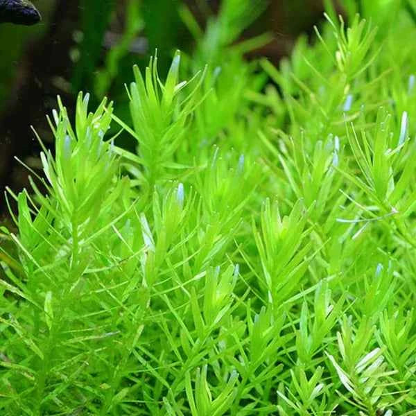 Rotala Species 'Green' Bunch
