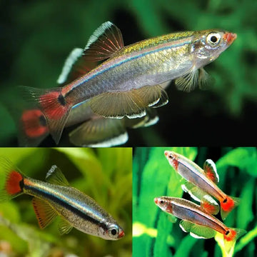 White Cloud Mountain Minnow 2-3cm