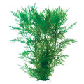 Hygrophila Difformis Wisteria