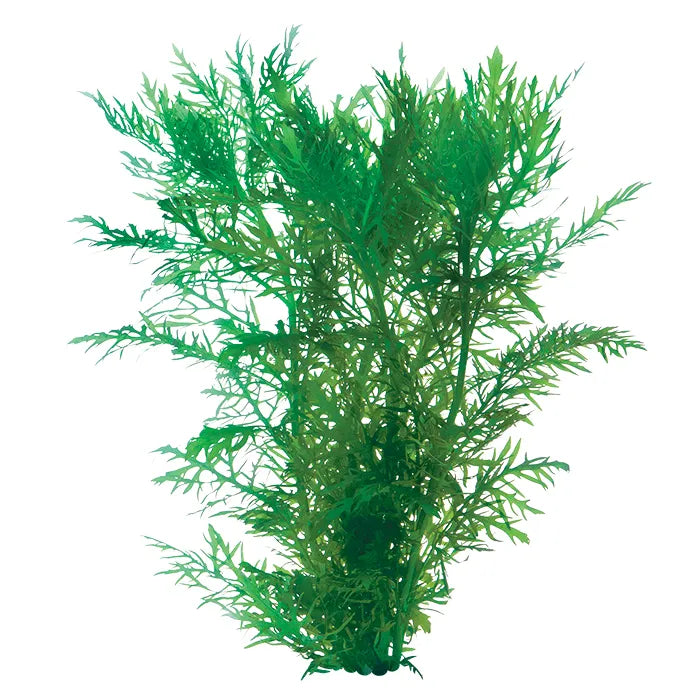 Hygrophila Difformis Wisteria