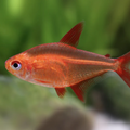 Muzzel Red Cherry Tetra 2.5cm