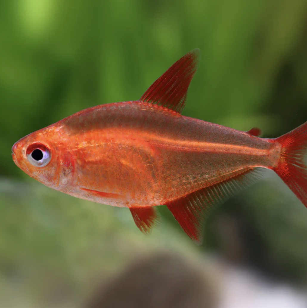 Muzzel Red Cherry Tetra 2.5cm