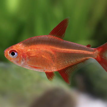 Muzzel Red Cherry Tetra 2.5cm