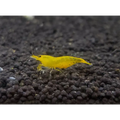 Yellow King Kong Shrimp