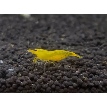 Yellow King Kong Shrimp