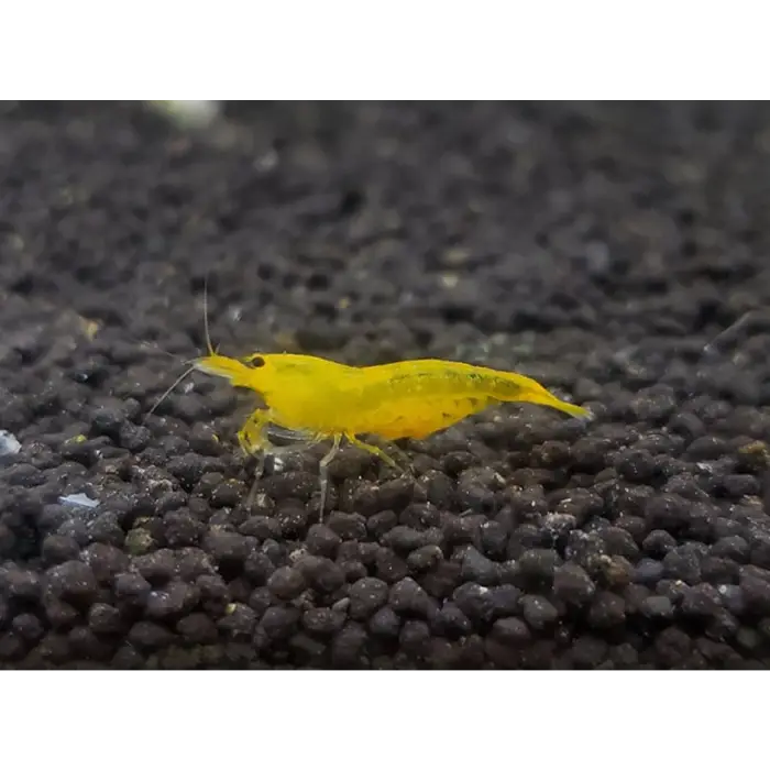 Yellow King Kong Shrimp