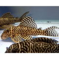 L066 Yellow King Tiger Pleco 3/4cm