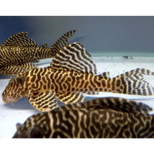 L066 Yellow King Tiger Pleco 3/4cm