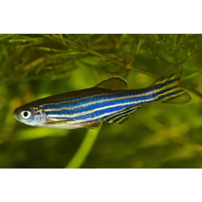 Zebra Danio 3-3.5cm