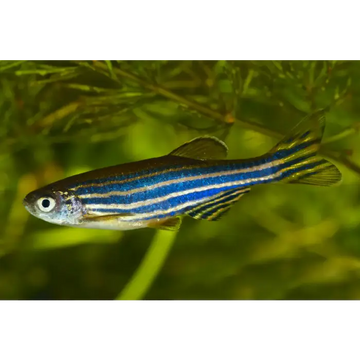 Zebra Danio 3-3.5cm