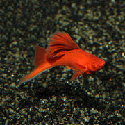 Albino Blood Red Hifin Firecracker Swordtail 4/5cm