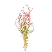 Rotala Colorata Bunch