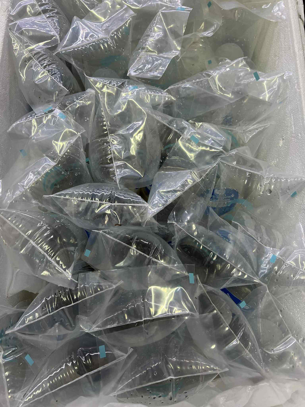Prepacked Live Blackworms