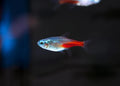 Diamond Head Neon Tetra 3cm