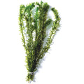 Elodea Bunch