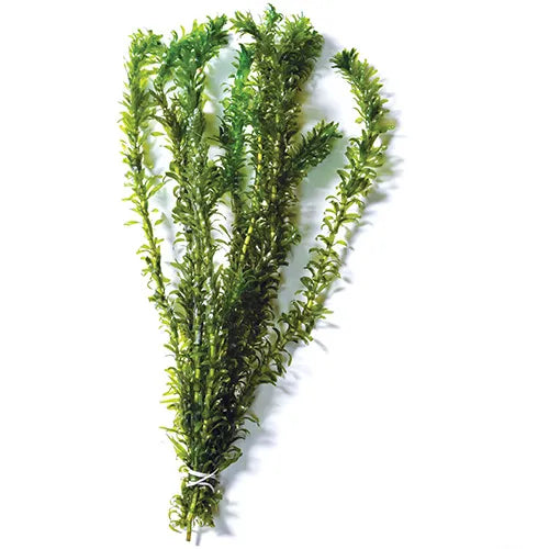 Elodea Bunch