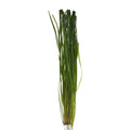 Vallisneria Thin