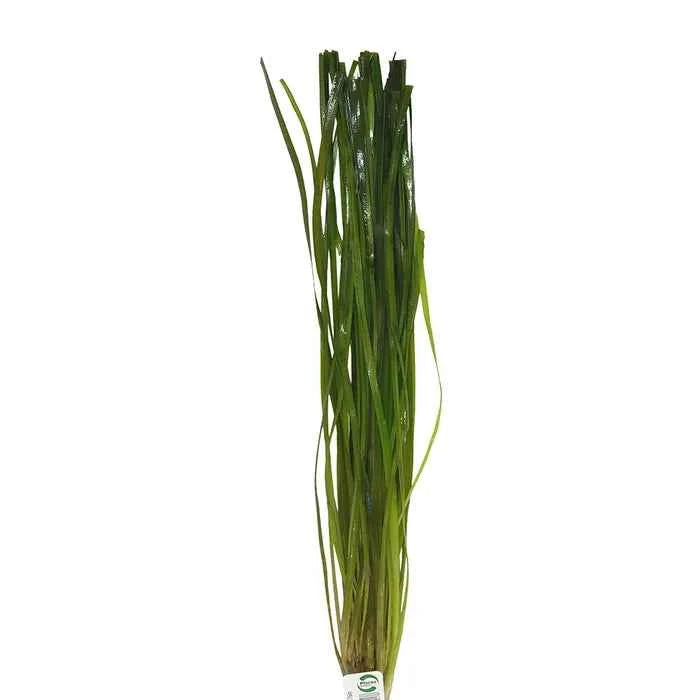 Vallisneria Thin