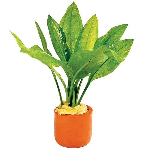 Echinodorus Bleheri Sword - 3cm Terracotta Pot