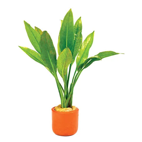 Echinodorus Amazon Sword - 3cm Terracotta Pot