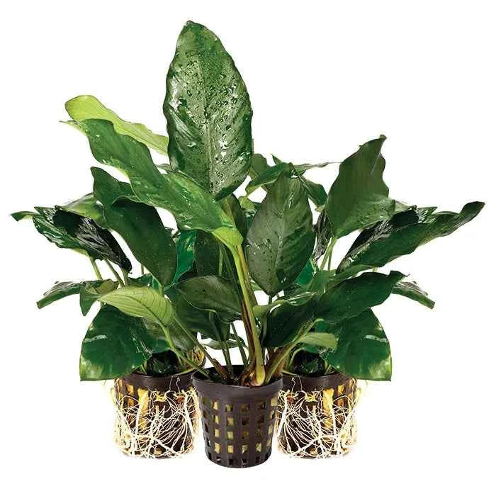 Assorted Anubias 5cm Mesh Pot