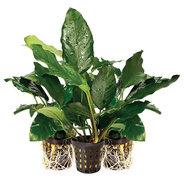 Assorted Anubias 5cm Mesh Pot
