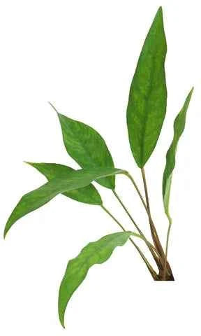 Anubias Assorted - Medium