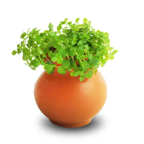Monte Carlo Vase Urn 5cm