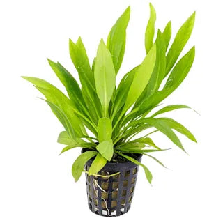 Echinodorus Grisebachii Sword - 5cm Pot