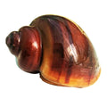 Tort Mystery Snails
