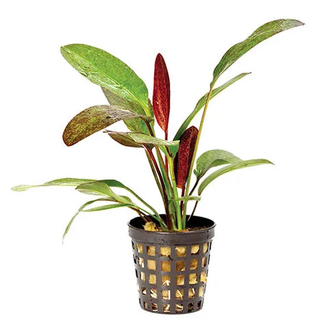 Large Assorted Sword Plant 5cm Pot