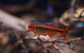 Fire Ant Tetra 2cm