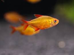 Muzzel Red Cherry Tetra 2.5cm