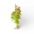 Ludwigia Repens Bunch