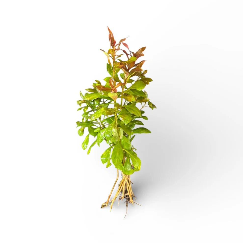 Ludwigia Repens Bunch