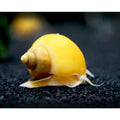 Gold Mystery Snail