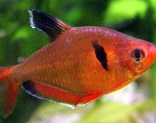 Red Phantom Tetra 3cm