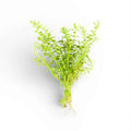 Rotala Species 'Green' Bunch