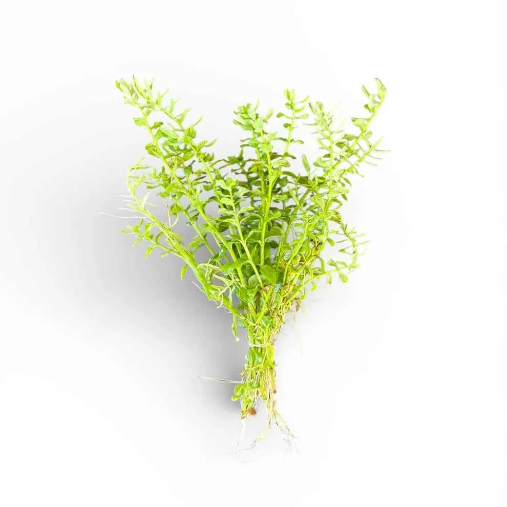 Rotala Species 'Green' Bunch