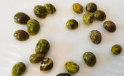 Nerite Snails