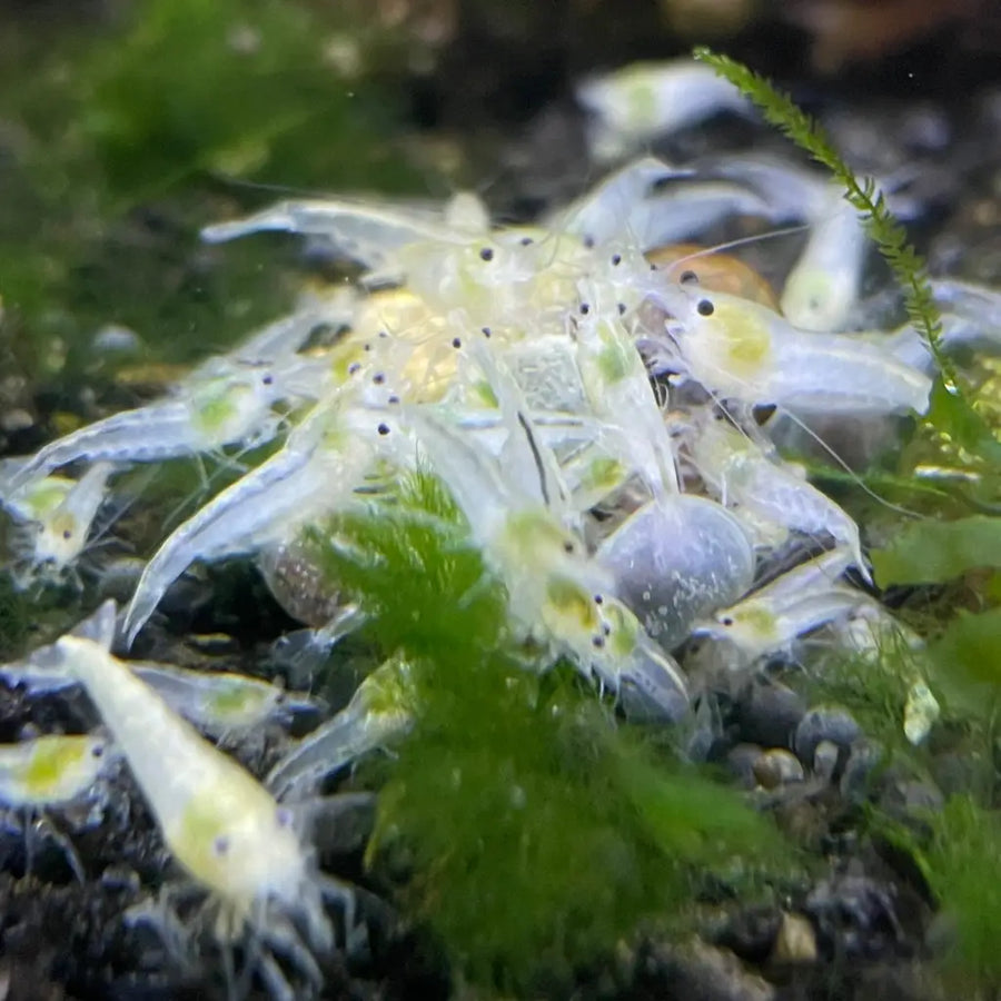 Snowball Shrimp