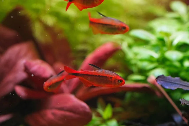 Fire Ant Tetra 2cm